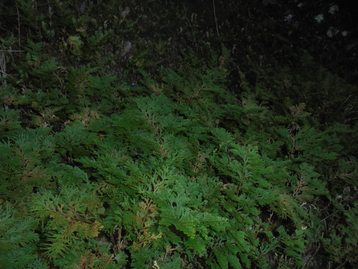 Selaginella involvens (Sw.) Spring